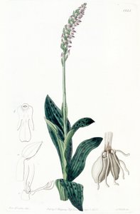 Neotinea maculata (como sin. Aceras secundiflorum)